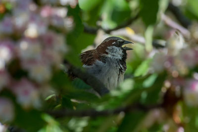 Close-up of bird perching on plant