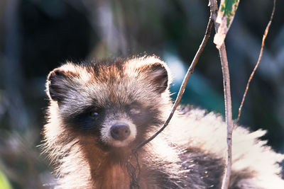 Close-up of an animal