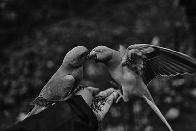 Close-up of birds flying