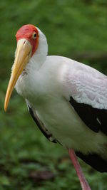 Close-up of a bird