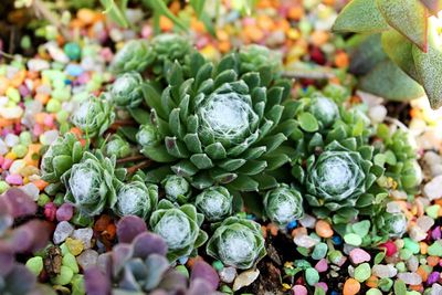 Close-up of succulent plants growing outdoors