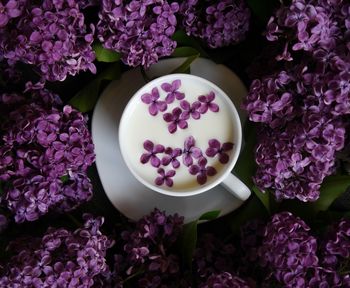 High angle view of purple flowering plants