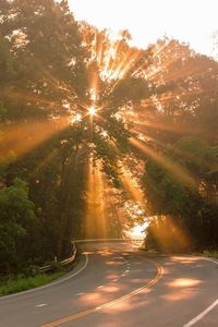 Road passing through trees