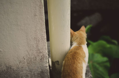 Close-up of cat