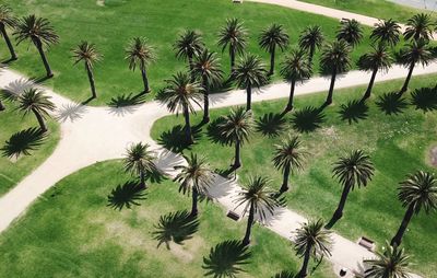 High angle view of palm trees on field