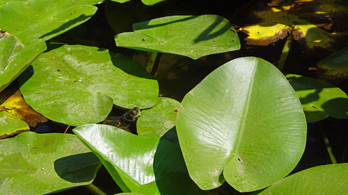 High angle view of leaves floating on water