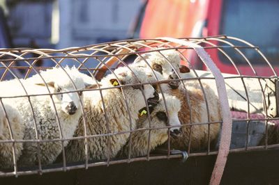 Flock on sheep in cage