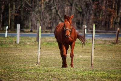 Horse standing in ranch