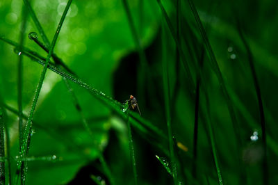 Close-up of insect on grass