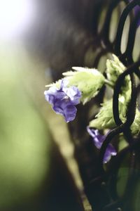 Close-up of purple flowers blooming outdoors
