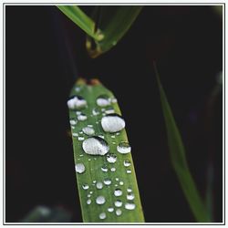 Close-up of water drops on leaf