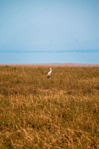 View of a bird on field