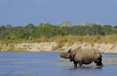 Rhinoceros in lake against clear sky