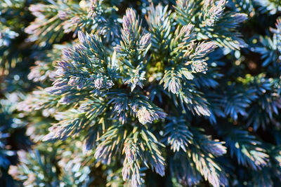 Macro above pine bush