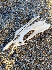 High angle view of crab on beach