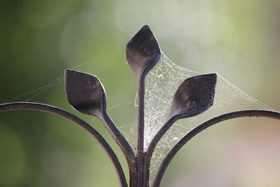 Close up of plant against blurred background