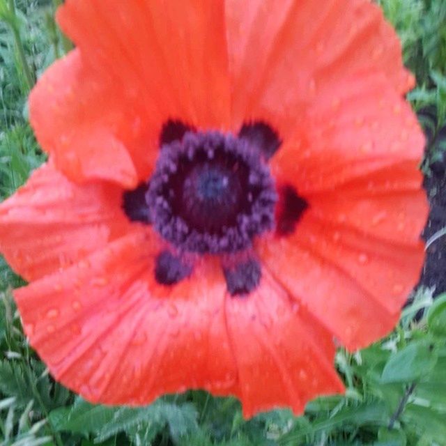 flower, petal, freshness, red, flower head, fragility, growth, beauty in nature, single flower, close-up, nature, pollen, blooming, poppy, plant, orange color, focus on foreground, field, stamen, day
