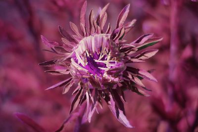 Close-up of pink flowering plant