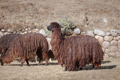 View of sheep on field