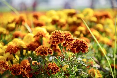 Close-up of marigold flowers on field