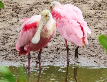 Birds in pond