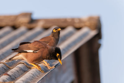 Close-up of bird perching