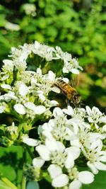 Close-up of bee pollinating on white flowers