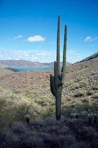 Cactus on field against sky