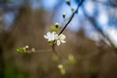 Close-up of white flowers on branch