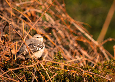 Close-up of bird perching on leaf