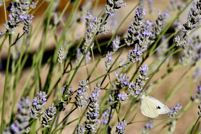 Close-up of butterfly on purple flowering plant