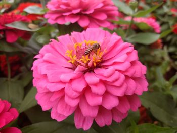 Close-up of bee on pink flower