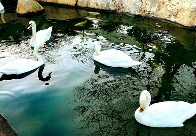 High angle view of swans swimming in lake