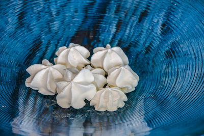 High angle view of white roses