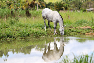 A gray mare grazing near the lake and its reflection in the water