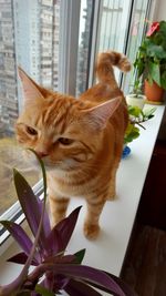 Close-up of cat on window sill