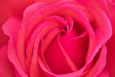 Close-up of pink rose