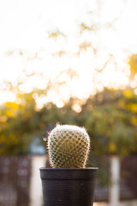 Close-up of succulent plant