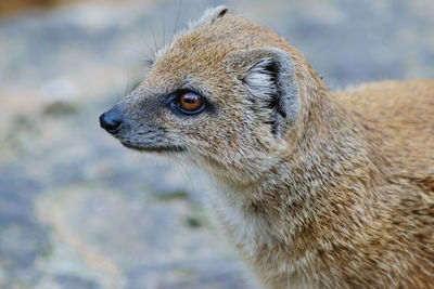 Close-up of mongoose looking away