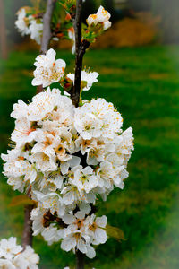 Close-up of white flowering plant