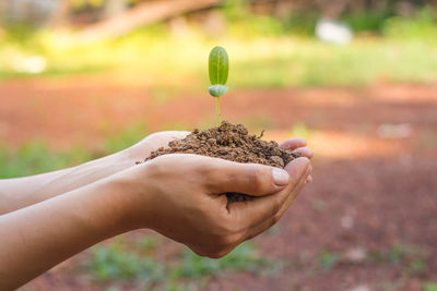 Cropped hands of woman holding seedling