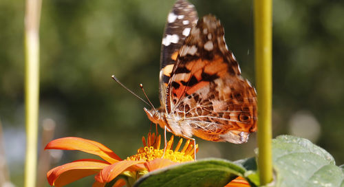 Close-up of butterfly perching on flower