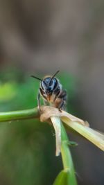 Close-up of insect on leaf