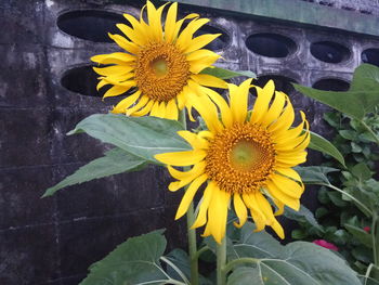 Close-up of sunflower