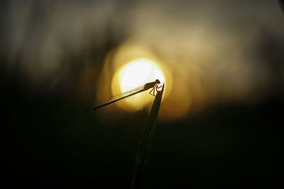 Close-up of insect on plant at sunset