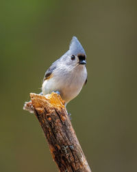 Close-up of bird perching on a tree