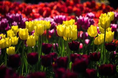 Close-up of tulips