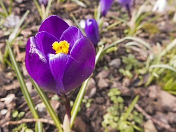 Close-up of purple crocus blooming on field