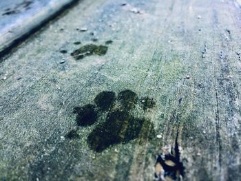 High angle view of leaves