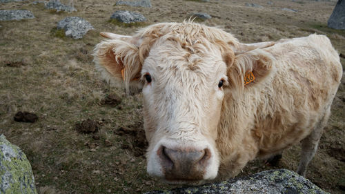 Portrait of a sheep